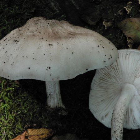 Pluteus petasatus